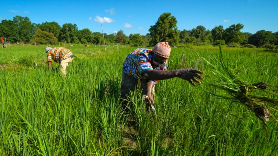 our rice farm